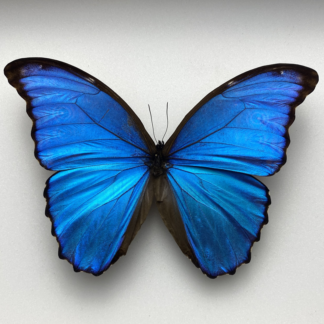Butterflies/Moths